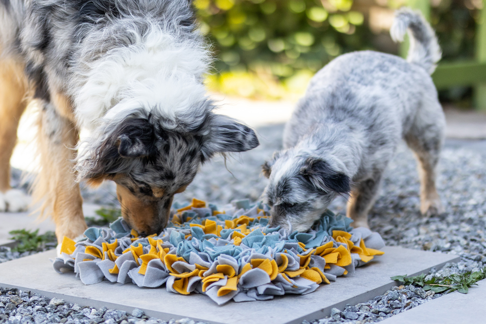 Mailo und Patch mit ihrem Schnüffelteppich